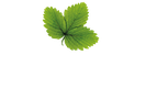 Hasselfors Garden